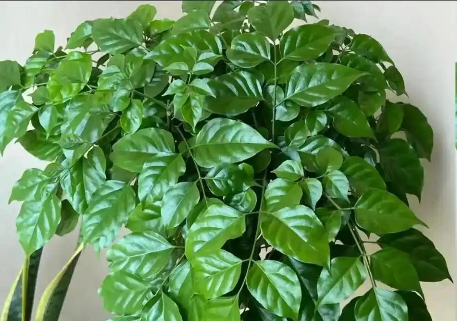 幸福樹不長新枝?4步精準養護,30天冒新芽,葉片翠綠!