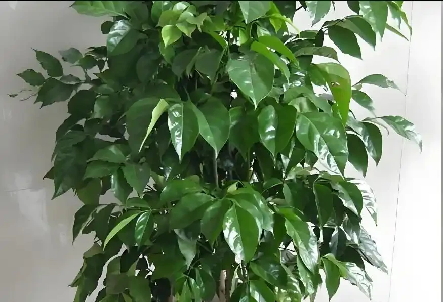 幸福樹不長新枝?4步精準養護,30天冒新芽,葉片翠綠!