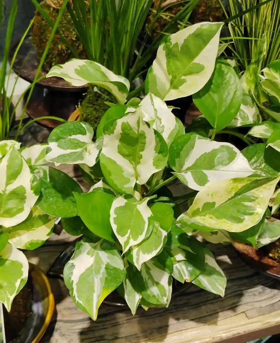 不見陽光的室內適合養什麼植物？8種耐陰綠植清單：不見陽光的室內也能養，5招養出8種耐陰綠植，黃金葛虎尾蘭上榜