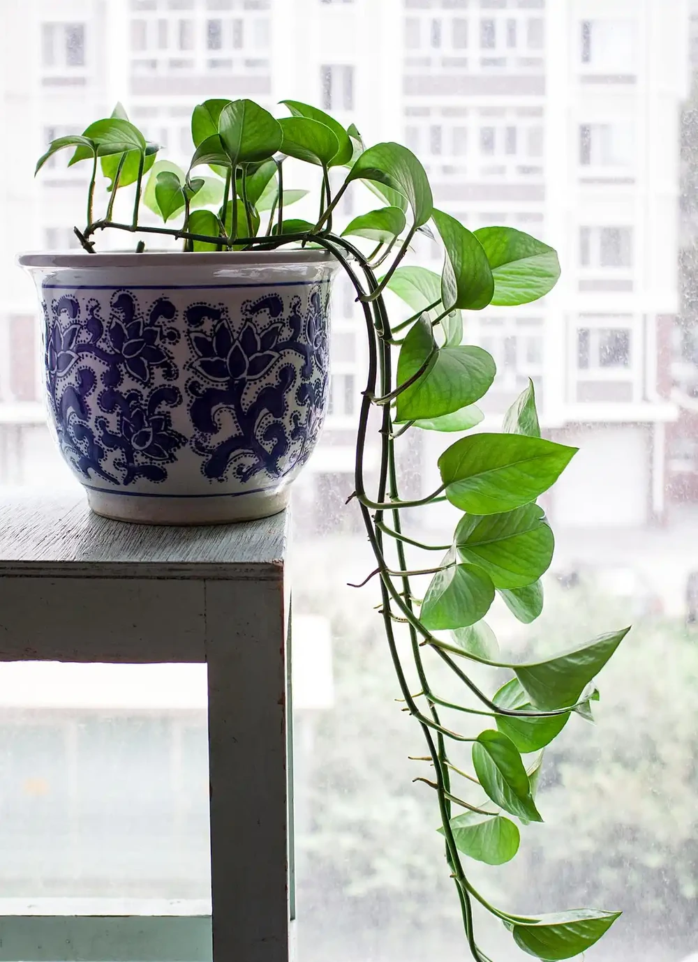 不見陽光的室內適合養什麼植物？8種耐陰綠植清單：不見陽光的室內也能養，5招養出8種耐陰綠植，黃金葛虎尾蘭上榜
