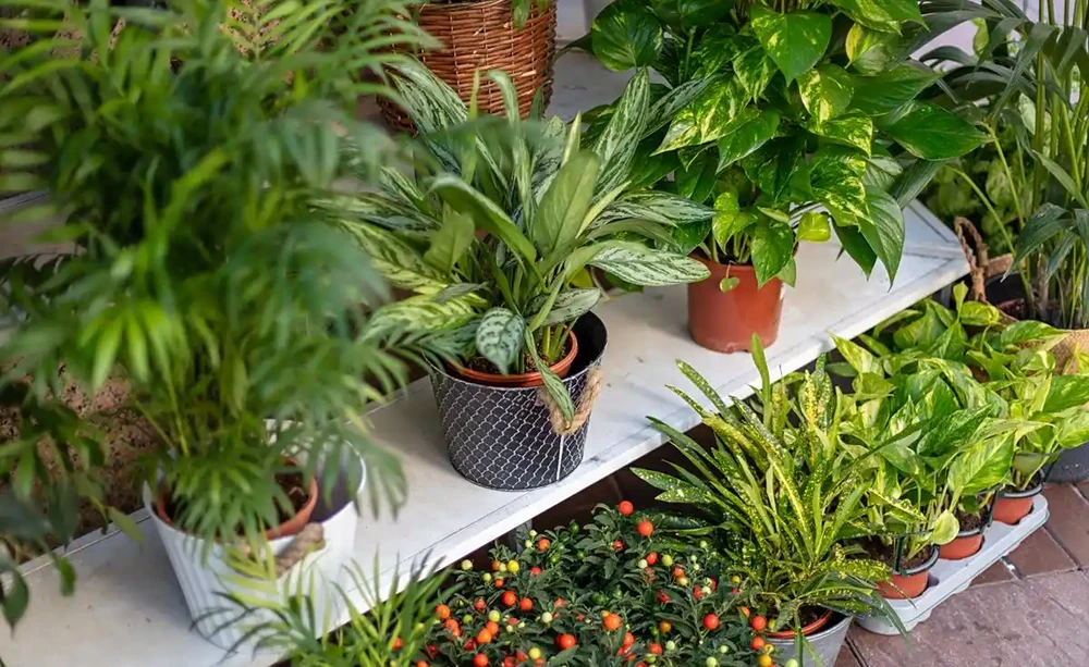 不見陽光的室內適合養什麼植物？8種耐陰綠植清單：不見陽光的室內也能養，5招養出8種耐陰綠植，黃金葛虎尾蘭上榜