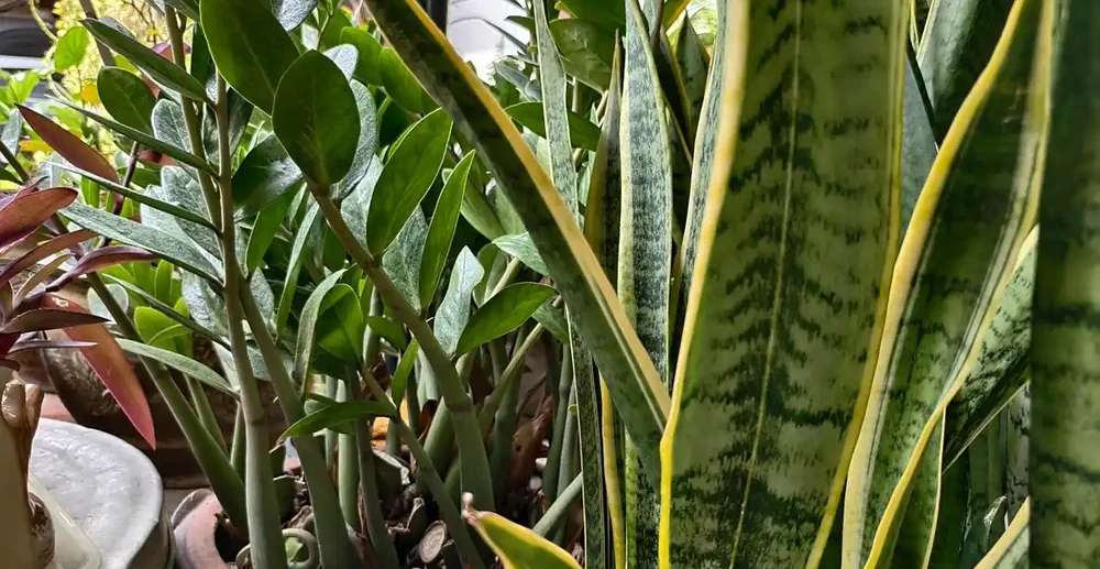 不見陽光的室內適合養什麼植物？8種耐陰綠植清單：不見陽光的室內也能養，5招養出8種耐陰綠植，黃金葛虎尾蘭上榜