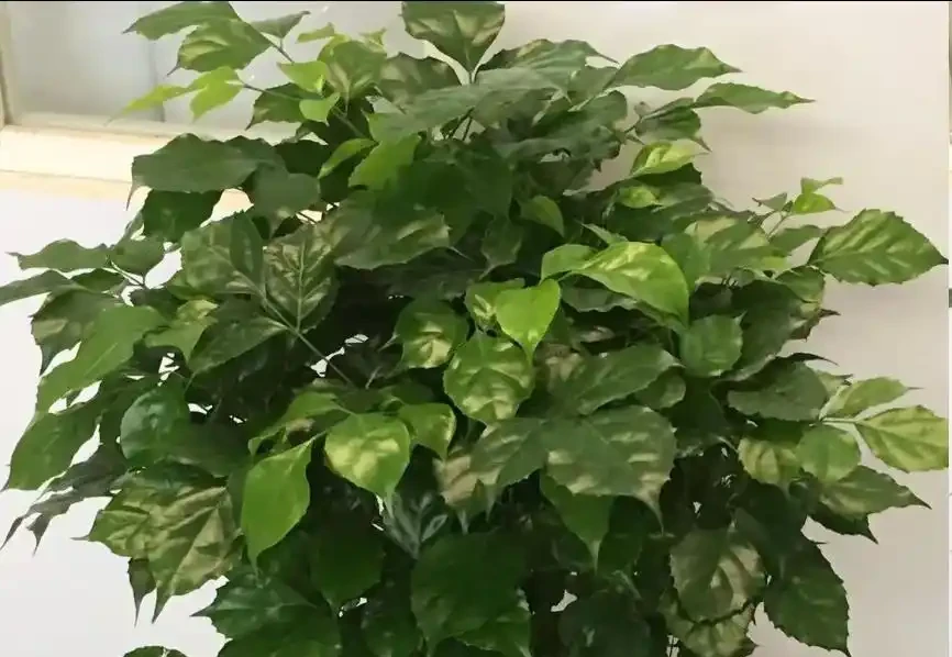 幸福樹不長新枝?4步精準養護,30天冒新芽,葉片翠綠!