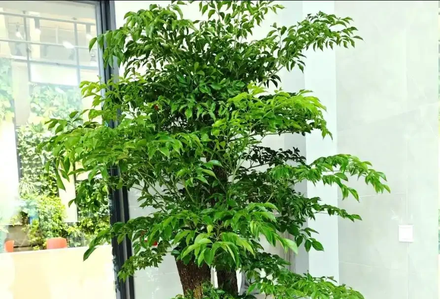 幸福樹不長新枝?4步精準養護,30天冒新芽,葉片翠綠!