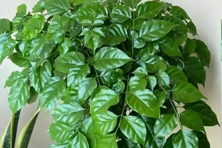 幸福樹不長新枝？4步精準養護，30天冒新芽，葉片翠綠！