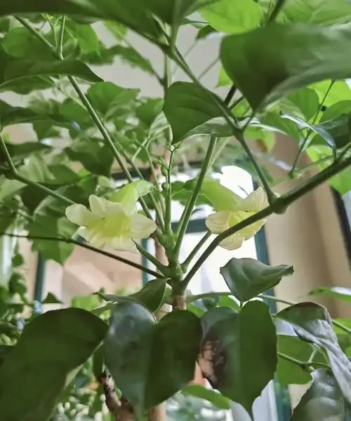 幸福樹會開花嗎?養幸福樹3年不開花?掌握7步促花法,避開3個坑+5招養護,年年見「幸福之花」