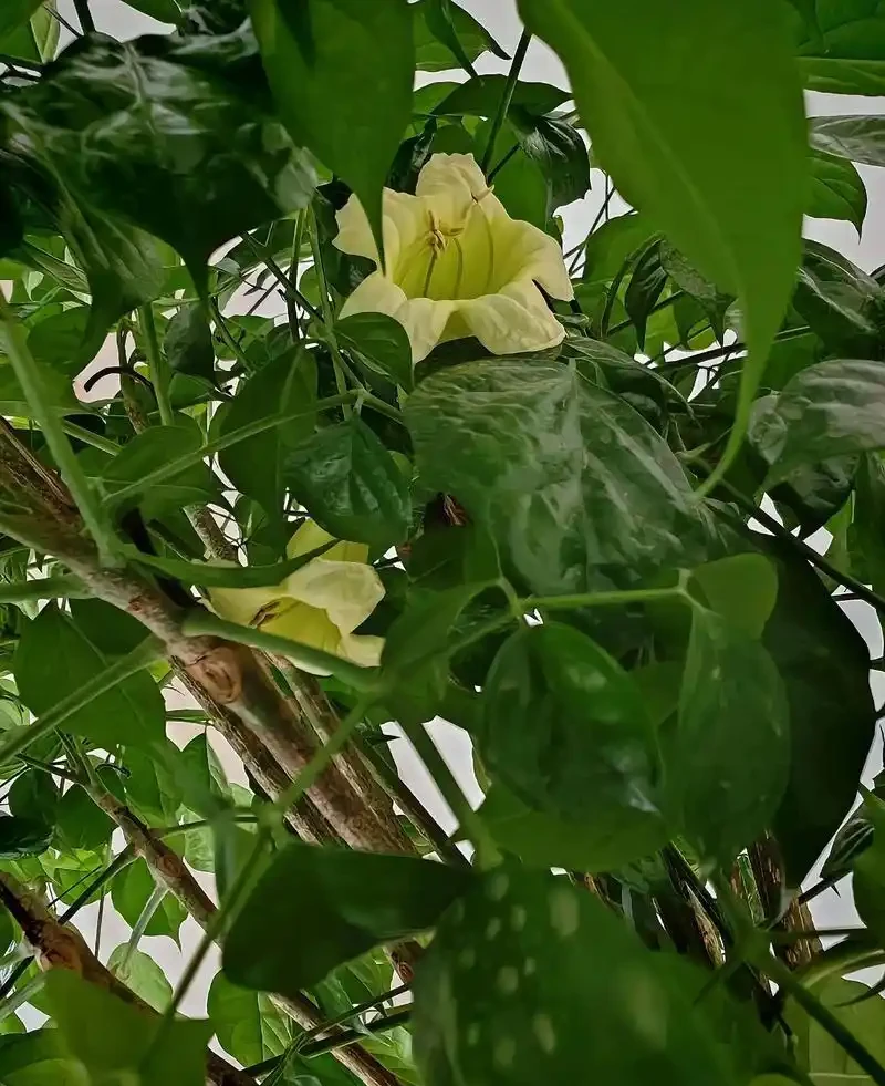 幸福樹會開花嗎?養幸福樹3年不開花?掌握7步促花法,避開3個坑+5招養護,年年見「幸福之花」