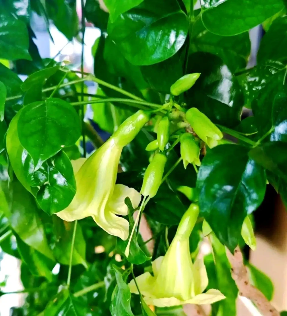 幸福樹會開花嗎?養幸福樹3年不開花?掌握7步促花法,避開3個坑+5招養護,年年見「幸福之花」