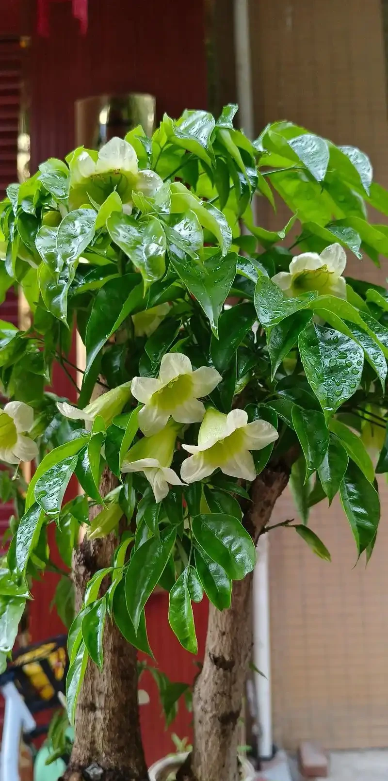 幸福樹會開花嗎?養幸福樹3年不開花?掌握7步促花法,避開3個坑+5招養護,年年見「幸福之花」