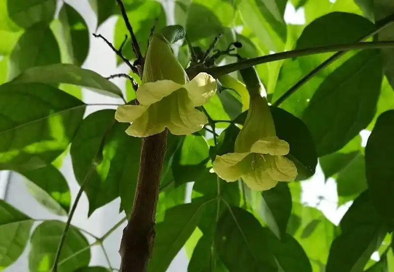 幸福樹會開花嗎?養幸福樹3年不開花?掌握7步促花法,避開3個坑+5招養護,年年見「幸福之花」