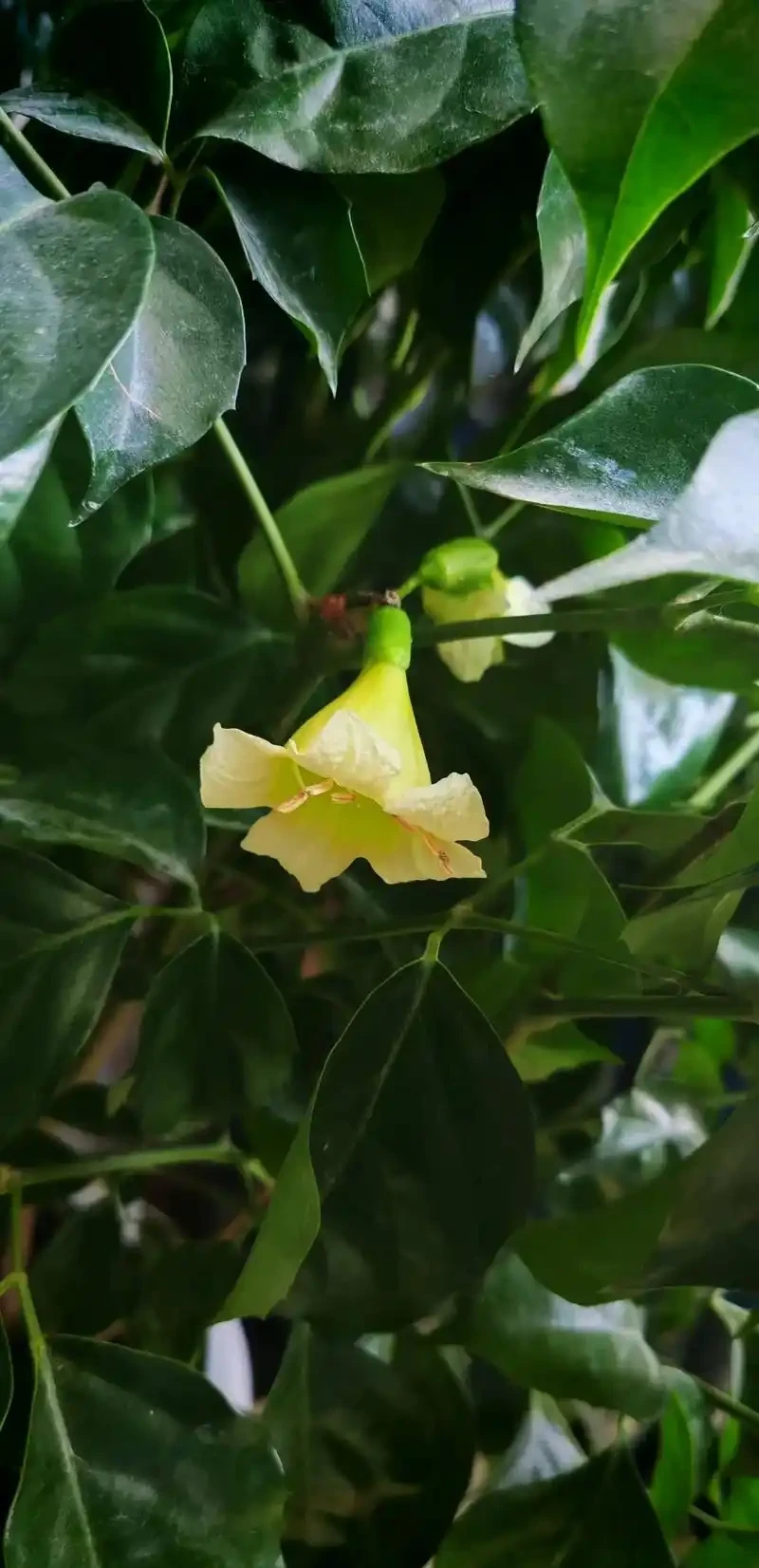 幸福樹會開花嗎?養幸福樹3年不開花?掌握7步促花法,避開3個坑+5招養護,年年見「幸福之花」