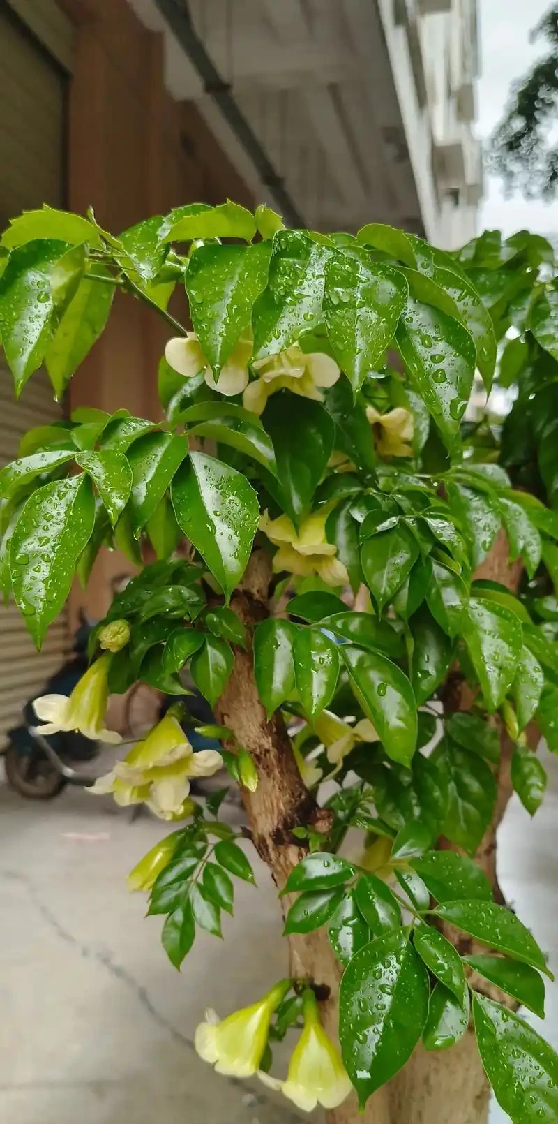 幸福樹會開花嗎?養幸福樹3年不開花?掌握7步促花法,避開3個坑+5招養護,年年見「幸福之花」