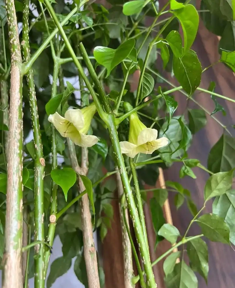 幸福樹會開花嗎?養幸福樹3年不開花?掌握7步促花法,避開3個坑+5招養護,年年見「幸福之花」