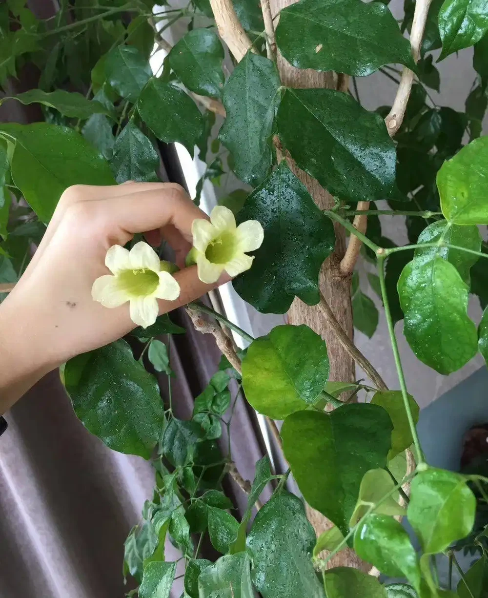 幸福樹會開花嗎?養幸福樹3年不開花?掌握7步促花法,避開3個坑+5招養護,年年見「幸福之花」