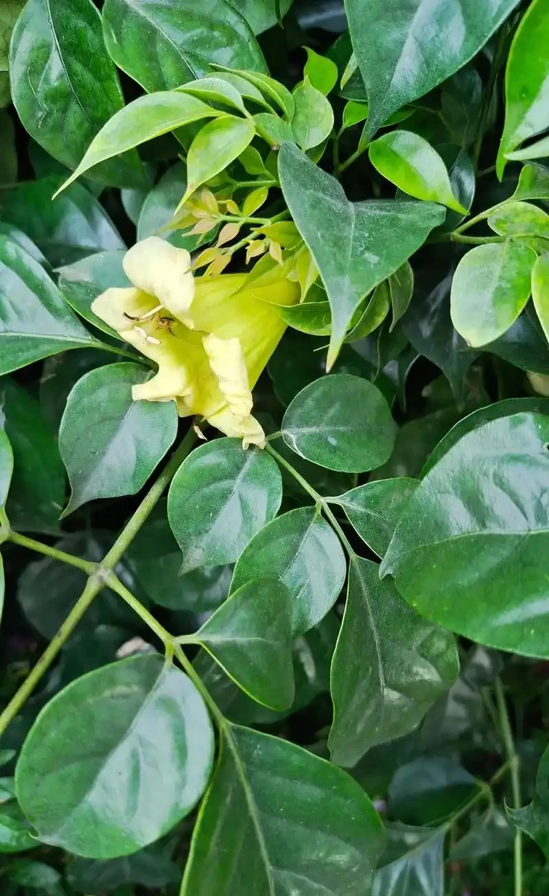 幸福樹會開花嗎?養幸福樹3年不開花?掌握7步促花法,避開3個坑+5招養護,年年見「幸福之花」