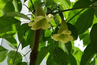 幸福樹會開花嗎？養幸福樹3年不開花？掌握7步促花法，避開3個坑+5招養護，年年見「幸福之花」
