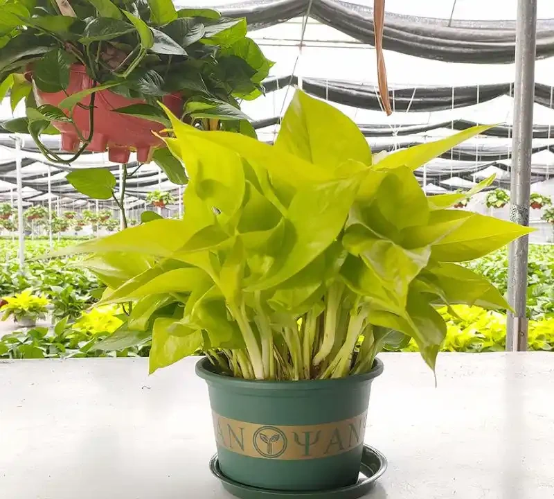 黃金葛養滿盆的秘訣:懶人也能變『綠植大神』!