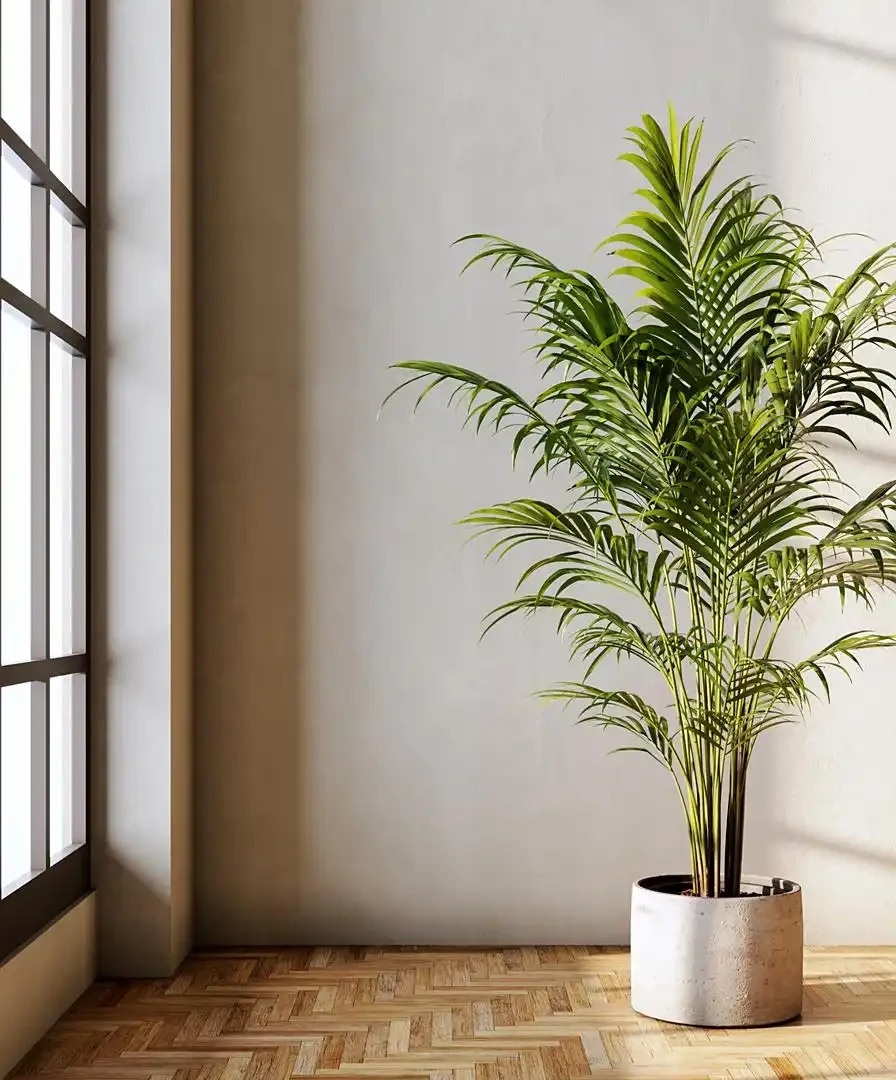 客廳可以放什麼綠植?客廳綠植適合放哪裡?詳解客廳最好的綠植第一名!