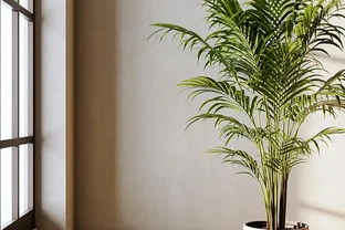 客廳可以放什麼綠植？客廳綠植適合放哪裡？詳解客廳最好的綠植第一名！