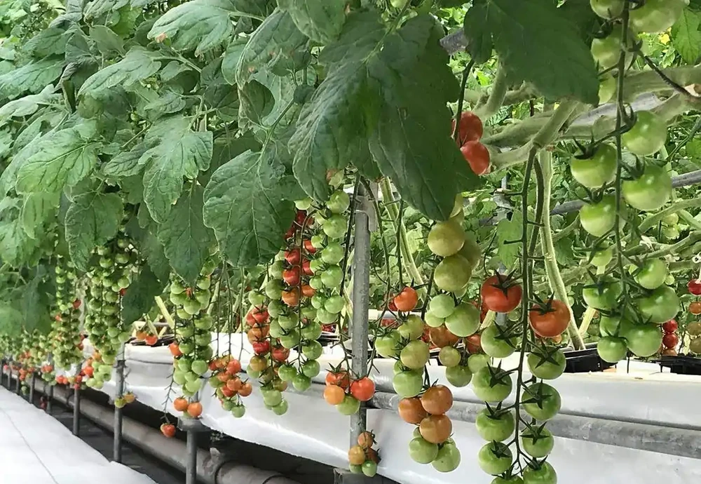 一桶營養液決定無土栽培的成敗！90%新手倒在這4個坑裡！