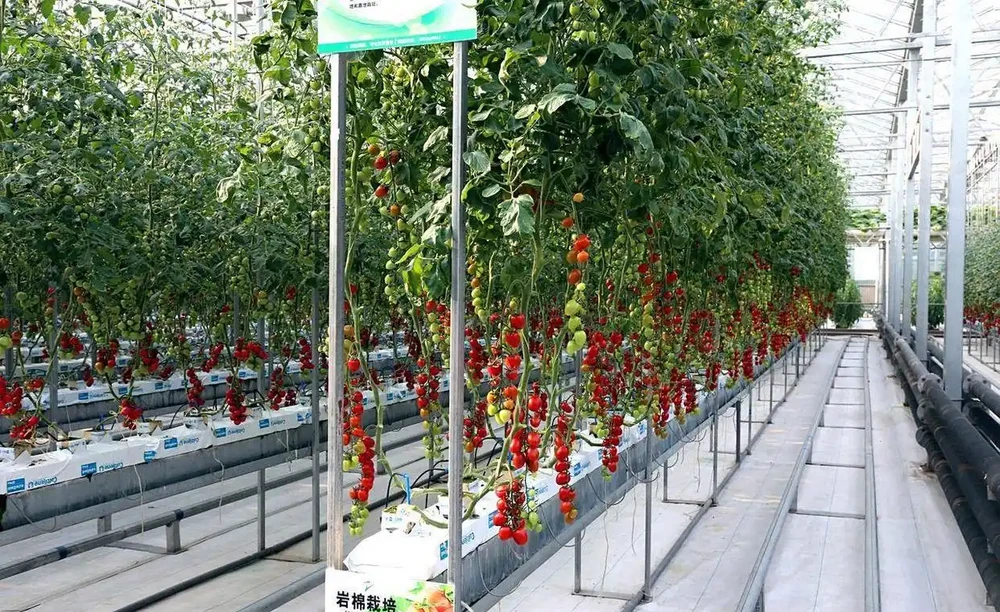 一桶營養液決定無土栽培的成敗！90%新手倒在這4個坑裡！