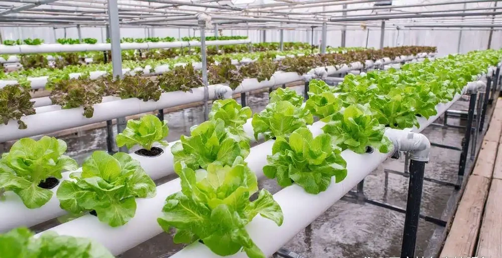 一桶營養液決定無土栽培的成敗！90%新手倒在這4個坑裡！