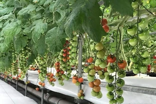 一桶營養液決定無土栽培的成敗！90%新手倒在這4個坑裡！