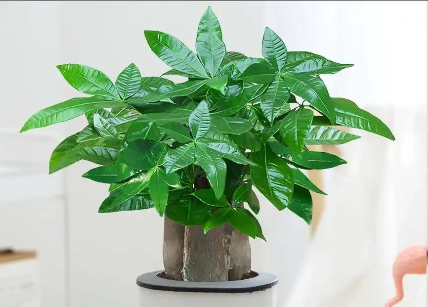 發財樹怎麼養才能又綠又好看？5招！葉子綠油油，越養越旺盛！