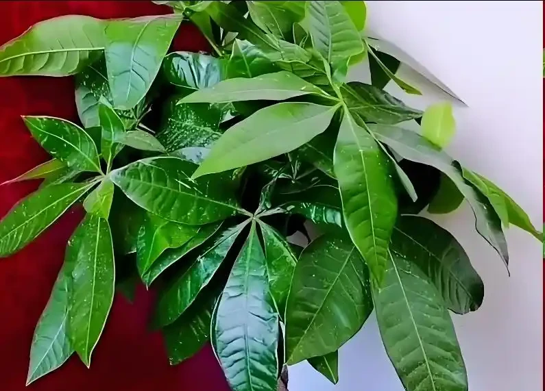 發財樹怎麼養才能又綠又好看？5招！葉子綠油油，越養越旺盛！