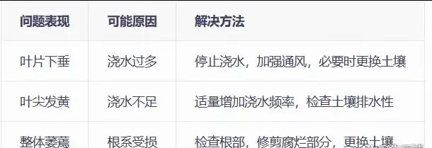 發財樹怎麼養才能又綠又好看？5招！葉子綠油油，越養越旺盛！