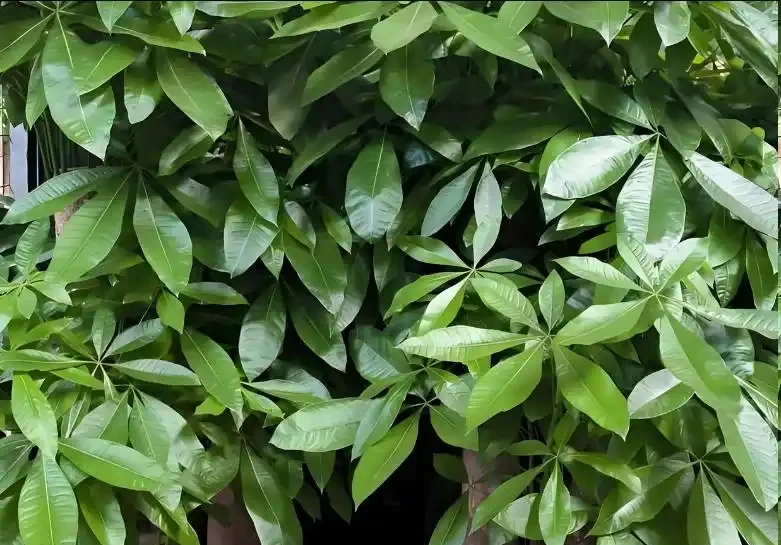 發財樹怎麼養才能又綠又好看？5招！葉子綠油油，越養越旺盛！