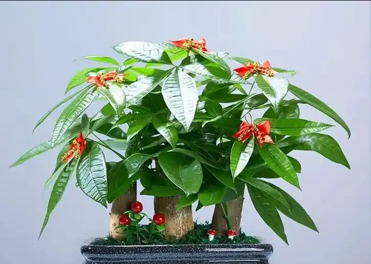 發財樹怎麼養才能又綠又好看？5招！葉子綠油油，越養越旺盛！