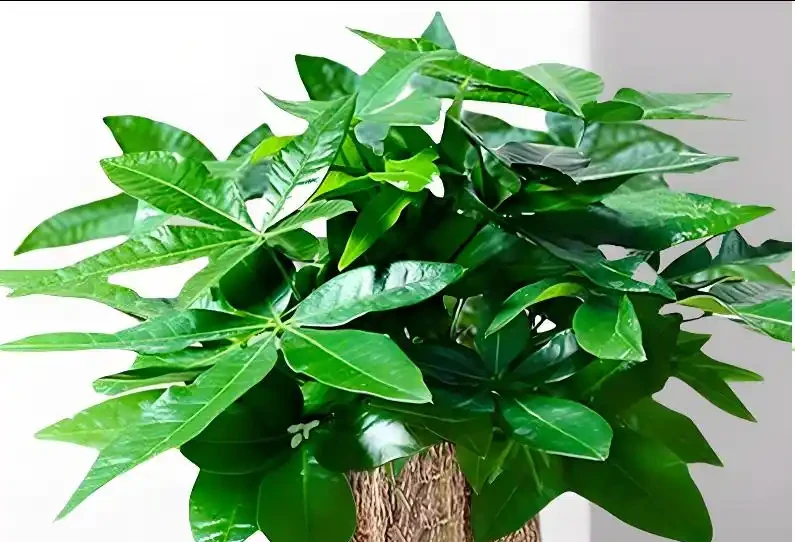發財樹怎麼養才能又綠又好看？5招！葉子綠油油，越養越旺盛！