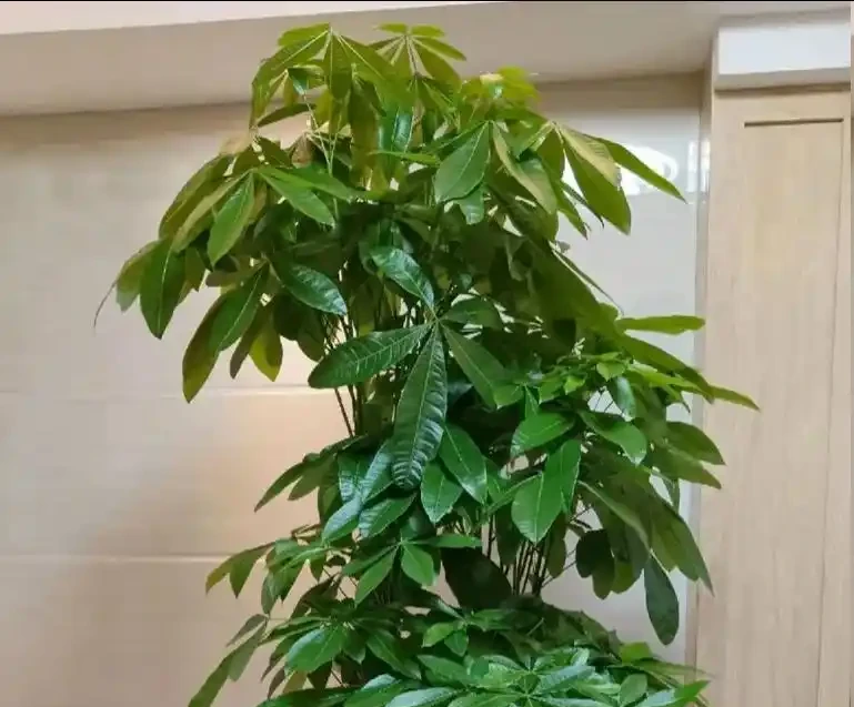 發財樹怎麼養才能又綠又好看？5招！葉子綠油油，越養越旺盛！