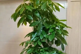 發財樹怎麼養才能又綠又好看？5招！葉子綠油油，越養越旺盛！