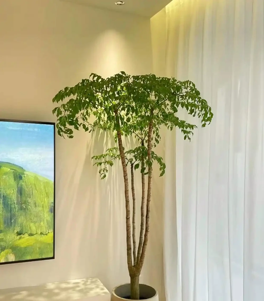 沒想到閨蜜家的「幸福樹竟然開花了」，聽說見花者好運連連，真幸運