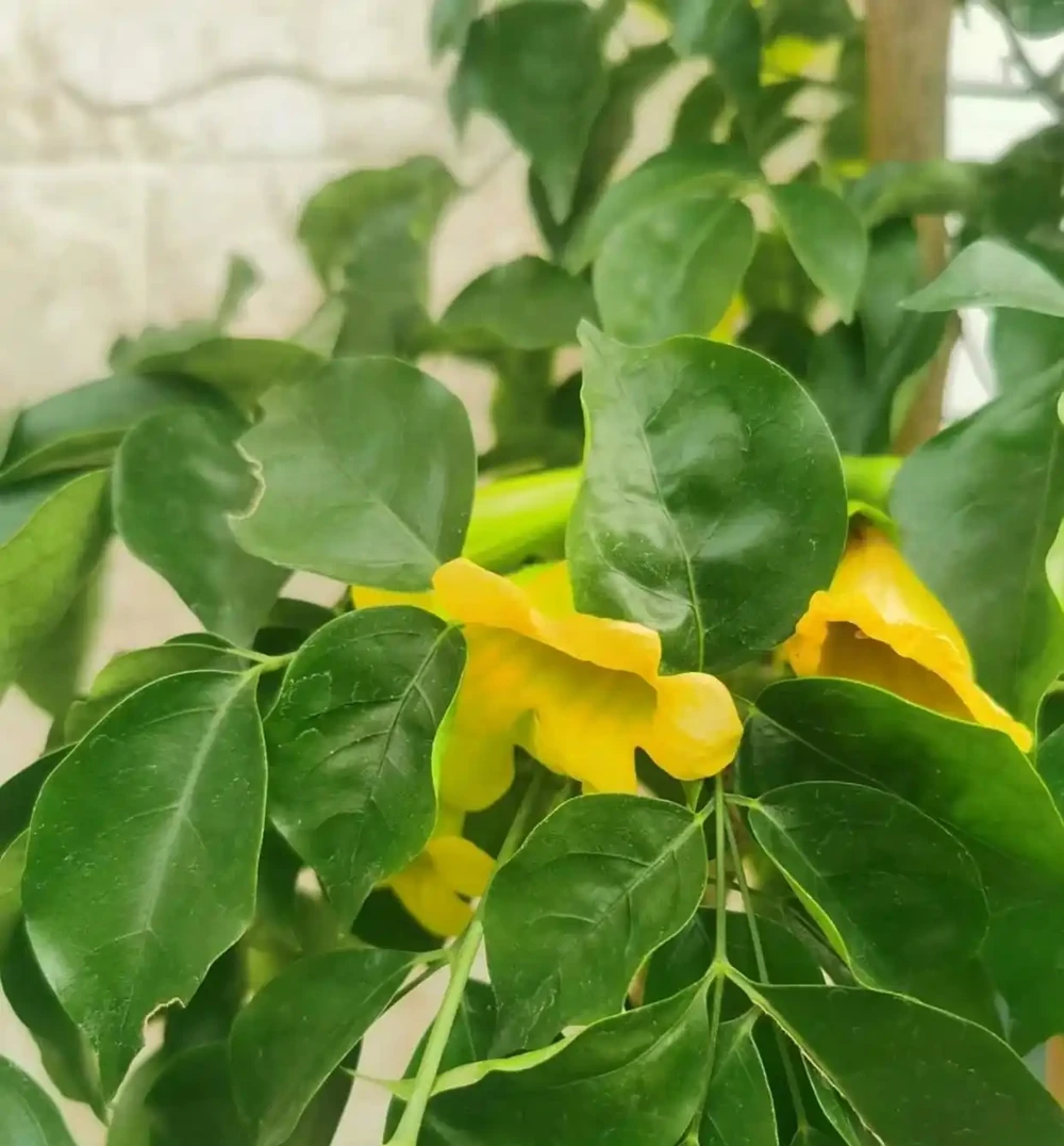 沒想到閨蜜家的「幸福樹竟然開花了」，聽說見花者好運連連，真幸運