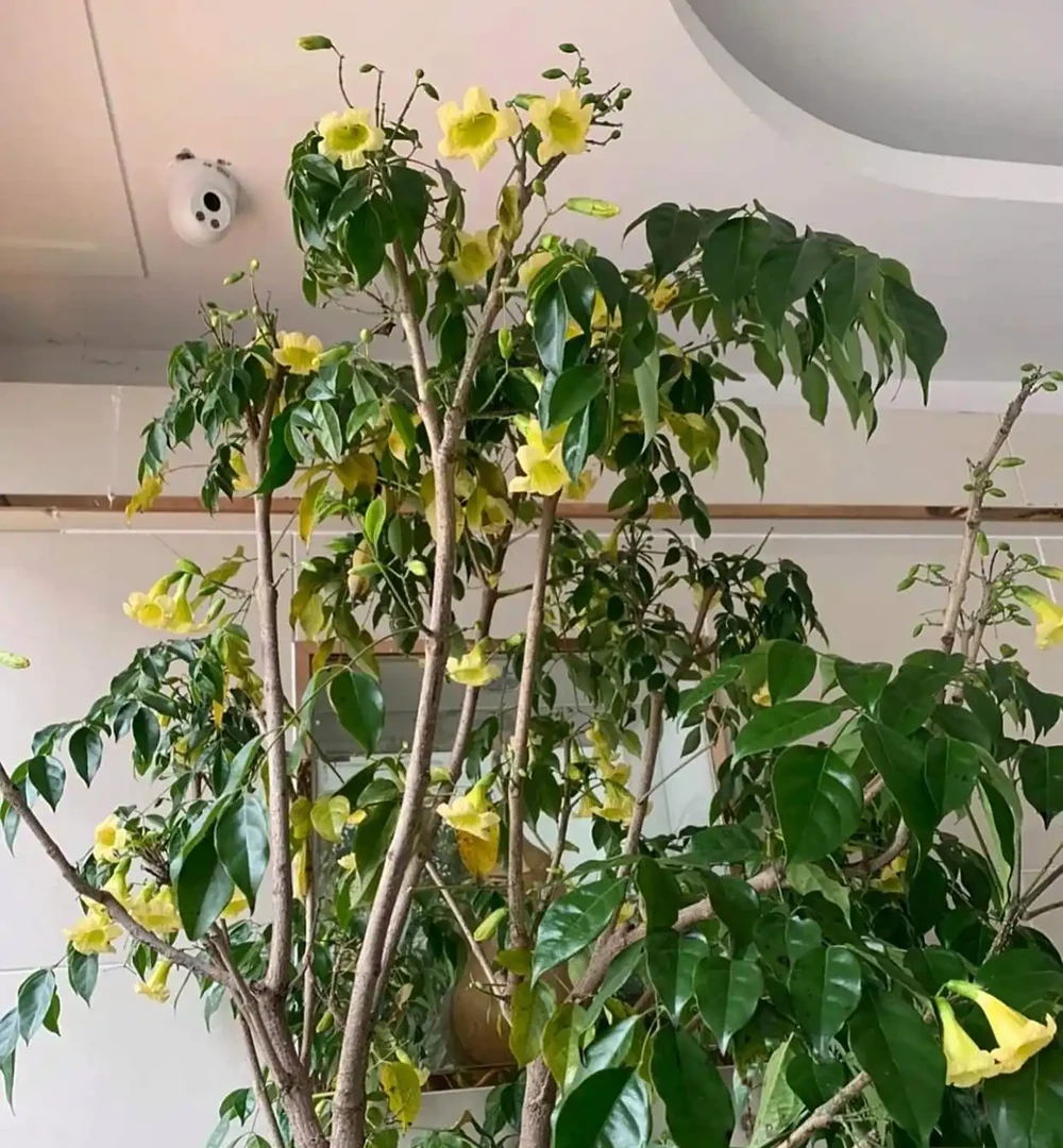 沒想到閨蜜家的「幸福樹竟然開花了」，聽說見花者好運連連，真幸運