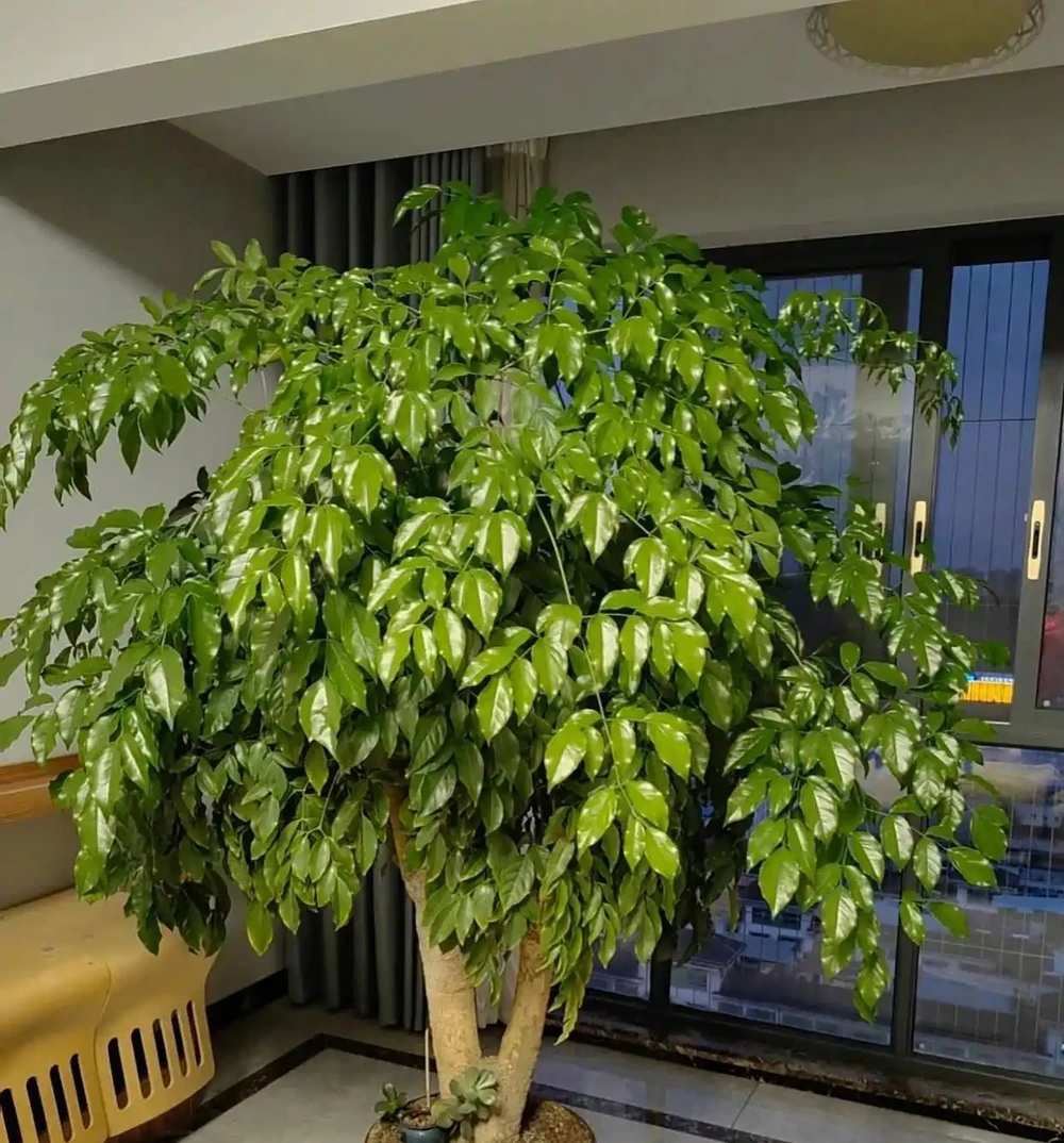 沒想到閨蜜家的「幸福樹竟然開花了」，聽說見花者好運連連，真幸運
