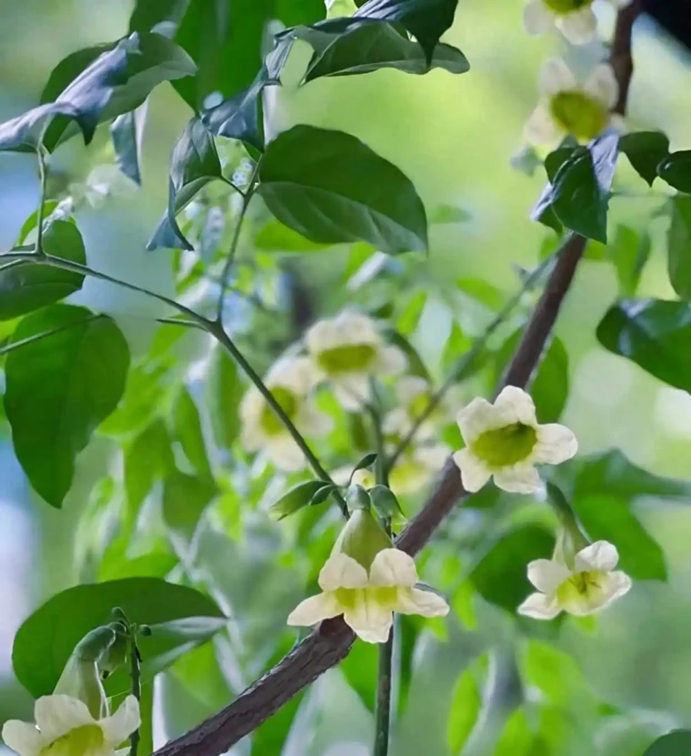 沒想到閨蜜家的「幸福樹竟然開花了」，聽說見花者好運連連，真幸運
