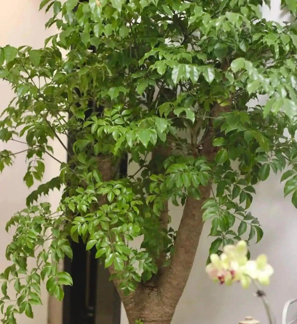 沒想到閨蜜家的「幸福樹竟然開花了」，聽說見花者好運連連，真幸運