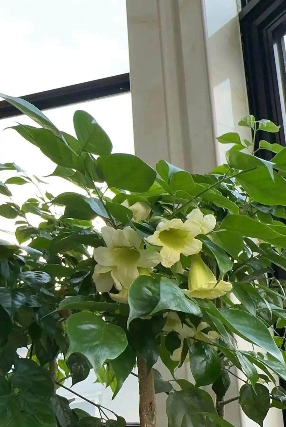 沒想到閨蜜家的「幸福樹竟然開花了」，聽說見花者好運連連，真幸運