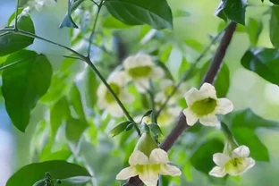 沒想到閨蜜家的「幸福樹竟然開花了」，聽說見花者好運連連，真幸運