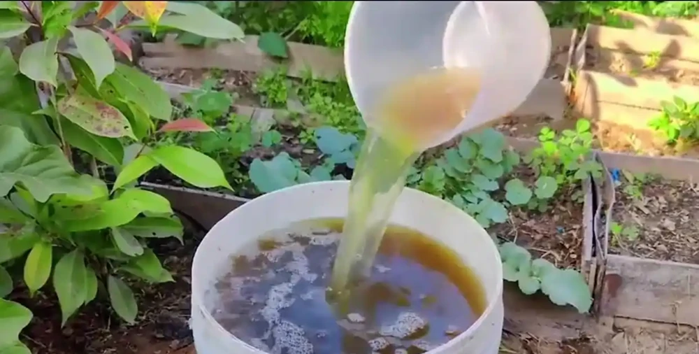 秋天養龜背芋，就用這「2種肥」，龜背芋長成小樹，葉子大又翠綠