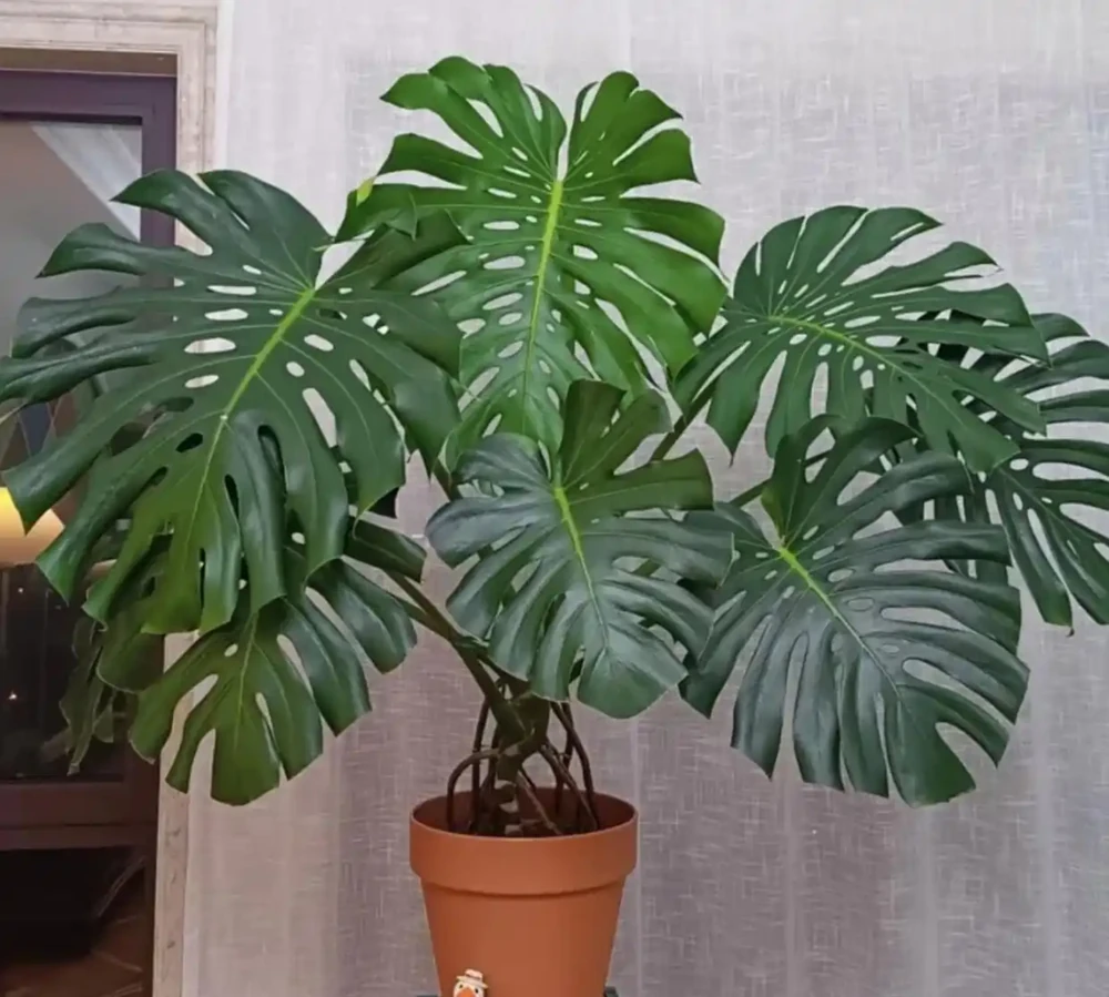 秋天養龜背芋，就用這「2種肥」，龜背芋長成小樹，葉子大又翠綠