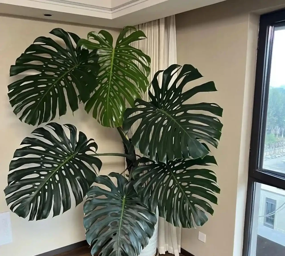 秋天養龜背芋，就用這「2種肥」，龜背芋長成小樹，葉子大又翠綠