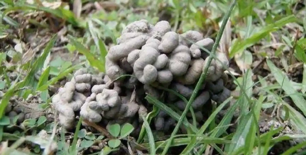 秋天養龜背芋，就用這「2種肥」，龜背芋長成小樹，葉子大又翠綠