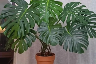 秋天養龜背芋，就用這「2種肥」，龜背芋長成小樹，葉子大又翠綠
