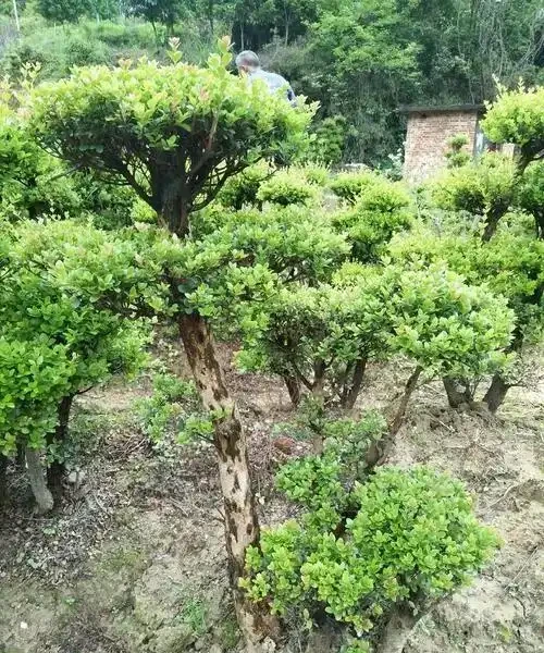 小葉赤楠嫩芽焦黑自救指南:四步化解「燒尖危機」