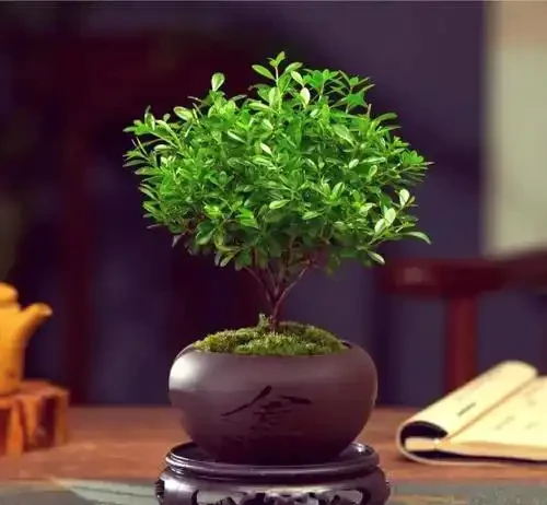 小葉赤楠嫩芽焦黑自救指南:四步化解「燒尖危機」